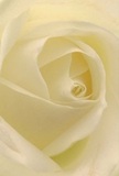 Immerse yourself in the delicate heart of this cream-white rose, its petals unfurling in a serene spiral reminiscent of peaceful mornings in Acton. The image invites you to imagine yourself nestled within those ivory folds, each petal illuminated by gentle light filtering through leaves in a garden near Springfield Park. Subtly shifting shades of white and warm cream blend harmoniously, with soft shadows lending a quiet intimacy and layered depth. The atmosphere is suffused with peace and reflection-the kind that accompanies a meaningful gesture or a solemn, heartfelt tribute. To your mind, the touch of each petal would be silken, its feather-light texture carrying the moisture of dew, while a faint, sweet fragrance travels on the air. At Flowers Acton, this type of rose is chosen not just for its beauty, but for the silent message it bears-reverence, admiration, and a gentle wish for renewal or solace. Every detail, from the flawless curl of the core to the nearly translucent margins of the outermost petals, showcases both the mastery of Acton's florist craft and the deep care behind every bouquet. This rose, adored for its timeless elegance and quiet grace, is a cherished choice for commemorating life's most meaningful occasions within the Acton community.